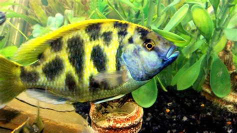 Cichlids of the African Great Lakes: My Top 10 Malawi Mbunas,Peacocks,Haplochromines