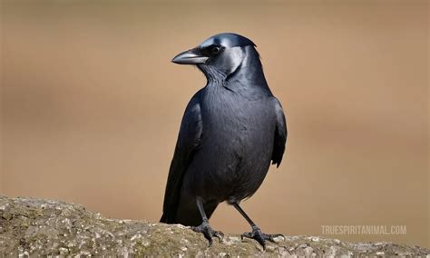 Jackdaw Symbolism and Meaning - Your Spirit Animal