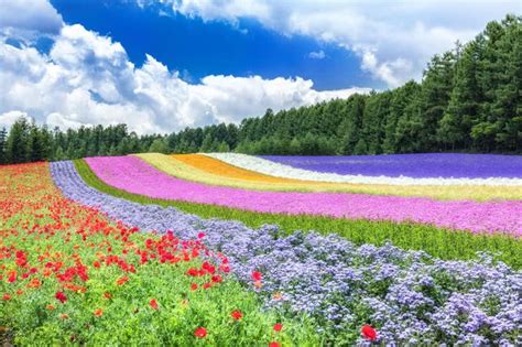 Beautiful Flower Fields and Top Restaurants in Furano (With Discount ...