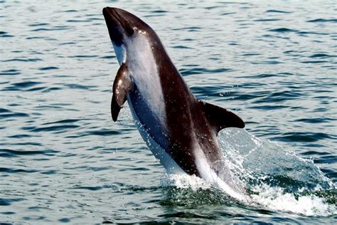 Chilean Dolphin – "OCEAN TREASURES" Memorial Library