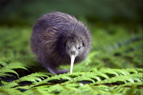 nature, Kiwi (animal), Animals, Wildlife Wallpapers HD / Desktop and Mobile Backgrounds