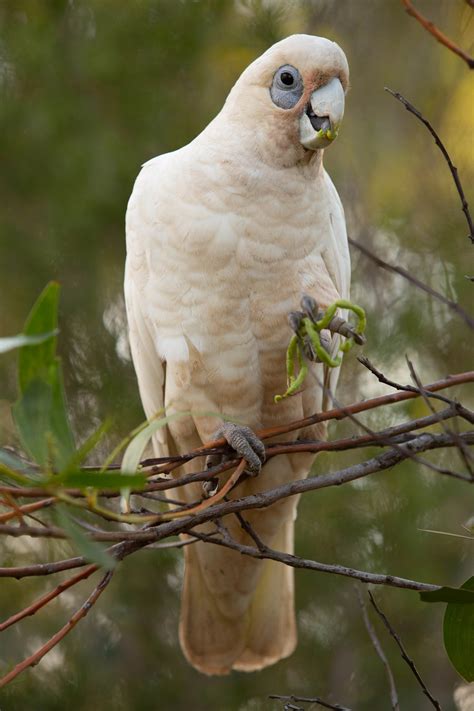 A Guide to Australian White Cockatoos—Print Version - ABK Publications