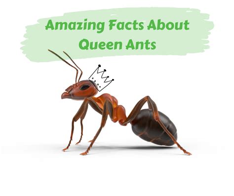 Amazing Facts About Queen Ants – Maggie's Farm Ltd