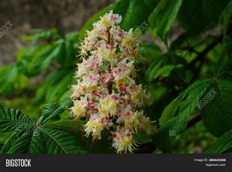 Flowers Tree Chestnut Image & Photo (Free Trial) | Bigstock