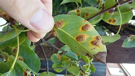 Pear tree disease! — BBC Gardeners' World Magazine