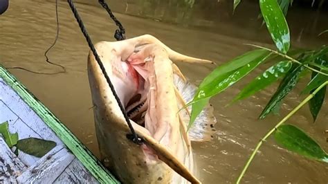 IKAN PESAWAT+TAPAH MONSTER SAMPAI MEMBUAT BANG ANTON BERDENDANG😁 #monsterfish - YouTube