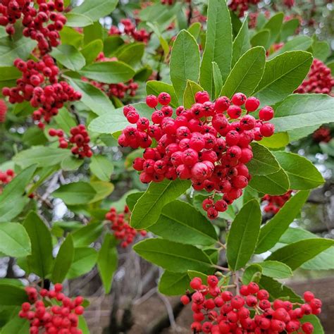 Toyon (Heteromeles arbutifolia)