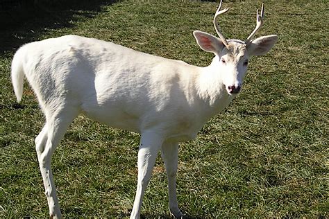 Should We Shoot Albino and Piebald Deer? - Outdoor Enthusiast Lifestyle Magazine