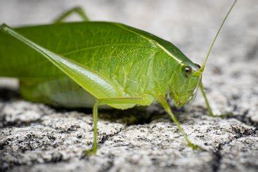 Life Cycle of a Katydid | Hunker