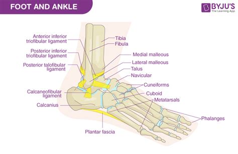 14+ Diagram Of Foot Parts - BenjimanIvie