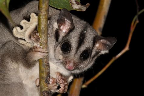 Sugar Glider - ClimateWatch Australia- Citizen Science App