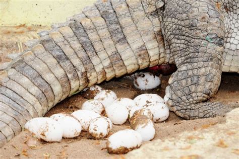 Nile Crocodiles 2 - Nesting Crocodiles