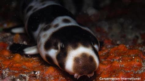 These sharks can walk, and they're adorable - CNET