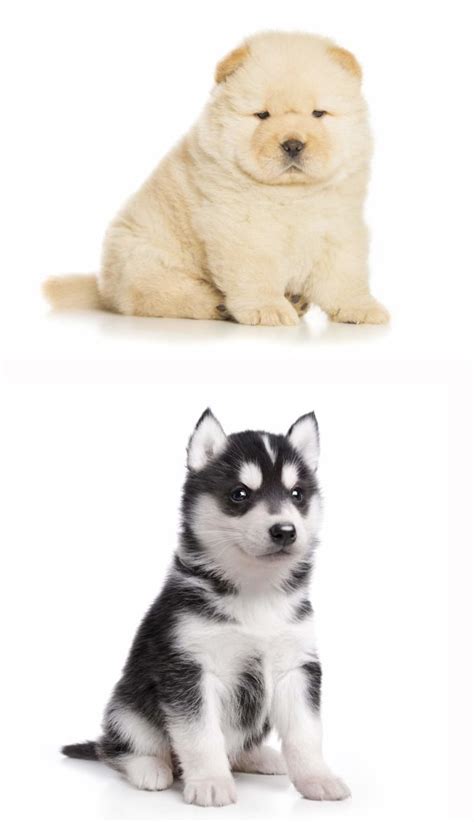 Chusky Information Center - The Chow Chow Husky Mix Breed Guide