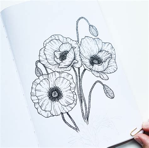 Poppy Images To Draw - digiscrapru