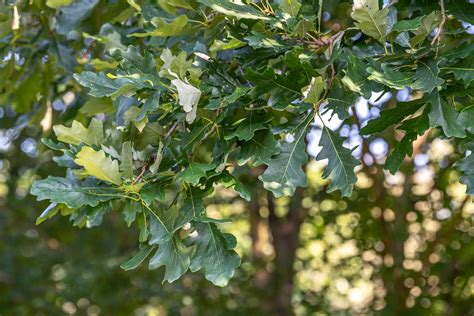 How to Grow and Care for Bur Oak