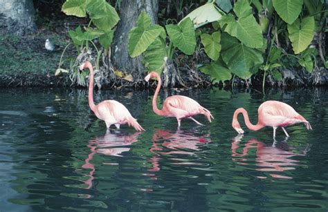 Everglades National Park - Wildlife and Excitement - 7 Days Abroad