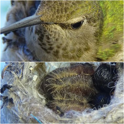 21 best r/hummingbirdnestcam images on Pholder | I don't have a cam to set up, but I can update ...