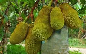 Anim Agro Technology: NANGKA