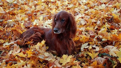 Wallpaper : leaves, foliage, autumn, leaf, season, dogs, fluffy, vertebrate, animal sports, dog ...