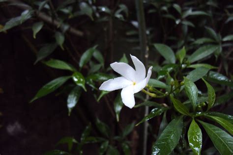 Jasmine Flower