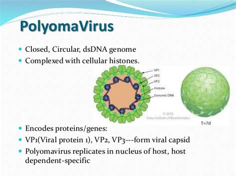 polyoma virus