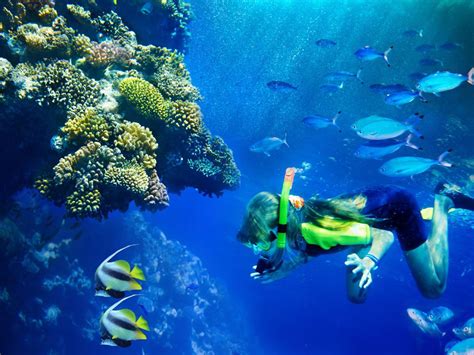 Deep-sea-snorkling-Puerto Rico | Snorkeling, Cannon park, Best snorkeling