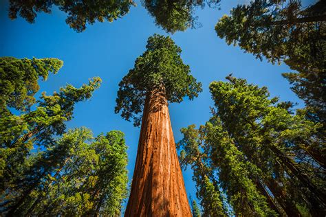 Sequoia National Park Wallpaper - WallpaperSafari