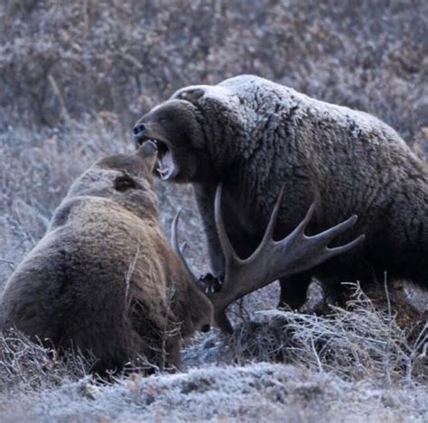 Bears fighting over moose : r/natureismetal