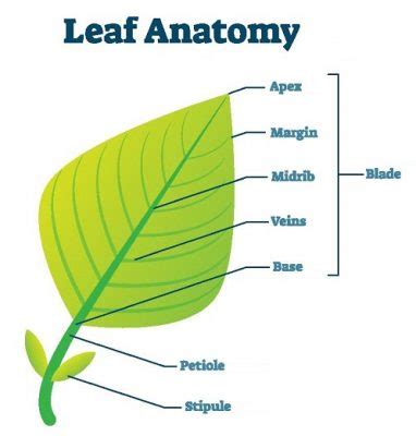 structure of the leaf bbc bitesize