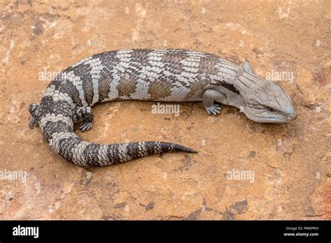 Eastern Blue-tongue Lizard Stock Photo - Alamy