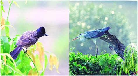 An atlas that maps Pune’s birds, their changing habitats | Pune News ...