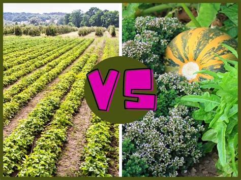 Monoculture Vs. Permaculture: What's The Difference? - The Small Town Homestead