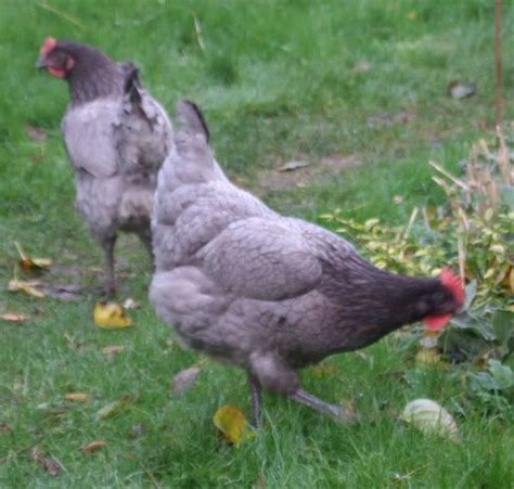 Prairie Bluebell Egger Chicken - CountryMax | Backyard chicken farming, Chickens backyard breeds ...