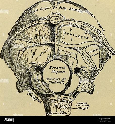 Squamous suture hi-res stock photography and images - Alamy