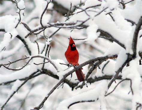 Cardinal in Snow Wallpapers - Top Free Cardinal in Snow Backgrounds - WallpaperAccess