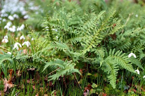 Hardy evergreen ferns for any spot in the garden | Bestall & Co