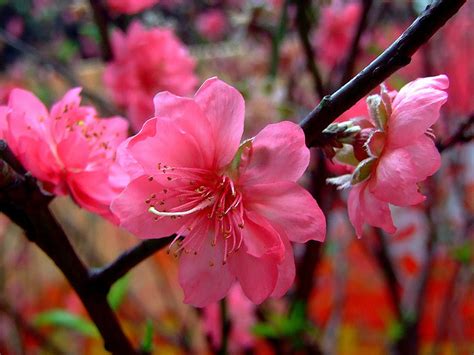 Delaware State Flower | Peach Blossom