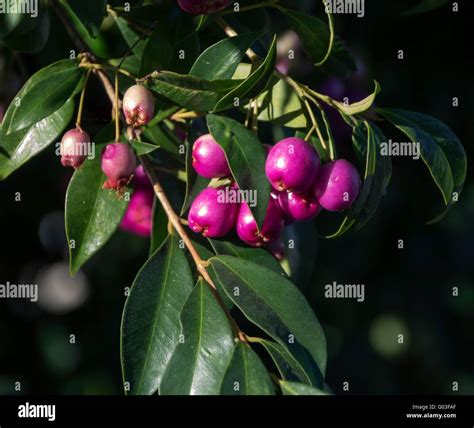 Pink fruits of lilly pilly syzygium luehmannii or riberry hanging ...