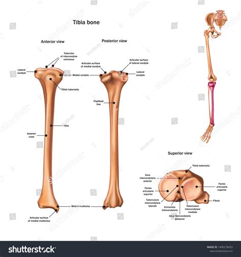 Tibia Bone Name Description All Sites Stock Vector (Royalty Free ...