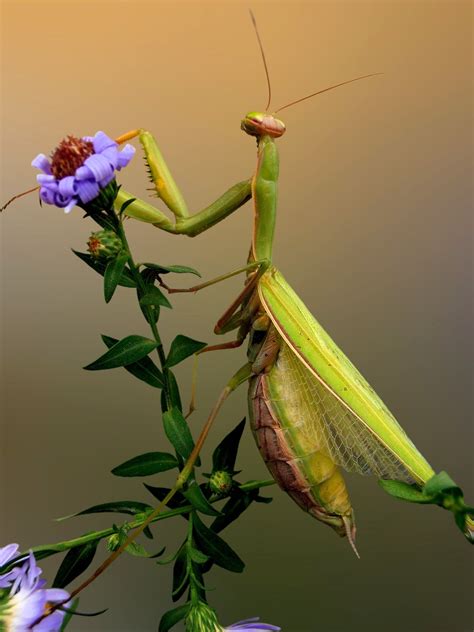 Green praying mantis by Snezana Petrovic on 500px | AMAZING INSECTS ...