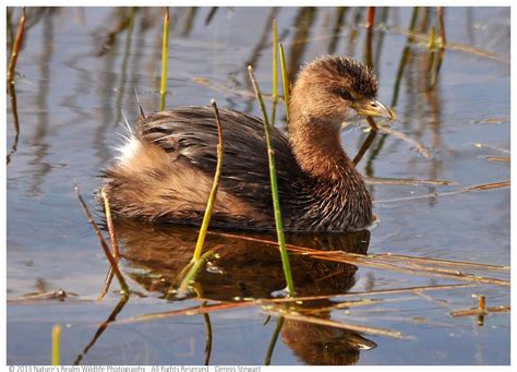 Nature's Realm Wildlife Photography: Pied-Billed Grebe