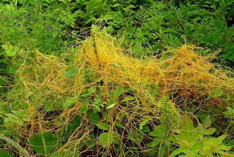 Cuscuta gronovii (common dodder): Go Botany