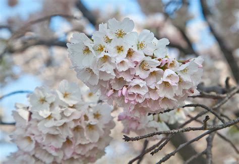 History of the Cherry Trees - Cherry Blossom Festival (U.S. National Park Service)