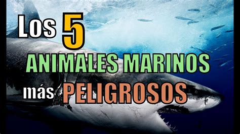 Los 5 ANIMALES MARINOS más PELIGROSOS - YouTube