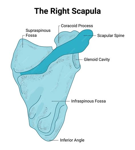 Premium Vector | The right scapula supraspinous fossa coracoid process ...