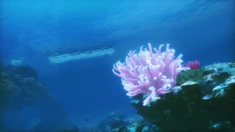 A pink sea anemone on a coral reef 34843723 Stock Video at Vecteezy