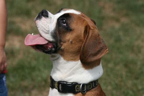 10 Best Service Dog Breeds [Most Trainable Breeds to Look For]