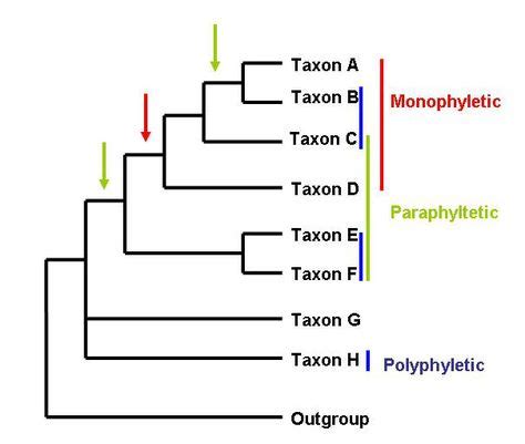 Monophyletic, Paraphyletic and Polyphyletic