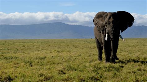 Visit Ngorongoro Conservation Area: Best of Ngorongoro Conservation ...